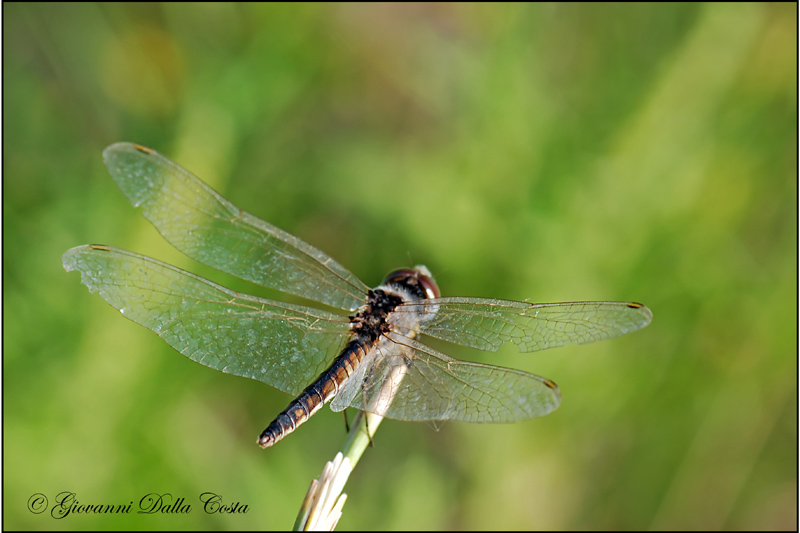 Libellula  (Marina): Selysiothemis nigra